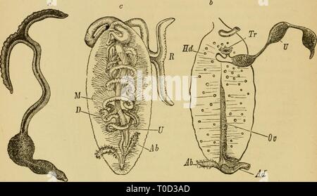 Elementare Lehrbuch der Zoologie, allgemeine Elementare Lehrbuch der Zoologie, Allgemeiner Teil und Besonderer Teil: Protozoen, insecta elementarytextbo 00 clau Jahr: 1892 300 AKJTELTDA.. tat, wie - svell wie die Bildung der prfeoral lobe und der Entwicklung der ventralen angespannt? et £ e, weist auf eine enge Beziehung zu den Clicetopoda. Im erwachsenen Tier sind jedoch die internen Segmen- tierung ist sehr wenig gekennzeichnet. Die dissepiments, Ai die Ausnahme des ersten, welches eine Trennwand zwischen dem Kopf und dem Körper, gehen verloren, und der Segmentierung der ventralen Netzkabel ist nur durch die Dis angezeigt Stockfoto