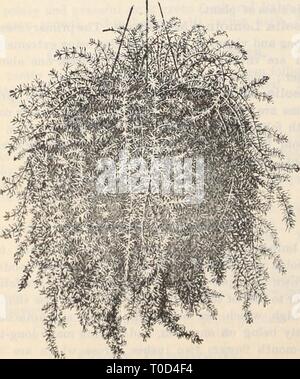 Dreer der Großhandel Preisliste Dreer der Großhandel Preisliste/Henry A. Dreer. dreerswholesalep 1898 dree Jahr: (jeneral Liste ot uarden. . . . . . Und Gewächshaus Pflanzen. Für ausführliche Beschreibungen und Abbildungen finden Sie in unserem Katalog. ABUTILONS. Pro doz. 50 pro 100. $ 4 00 4 00 8 00 5 00 4 00 Boule de Neige. Beste Zwerg weiß Golden Fleece. Feinste gelb 50 Savitzi. Neue Zwerg, bunte 1 00 Souv.de Bonn. Beste bunte bedder. 60 Zwölf Wahl genannten Sorten 50 AOAOIA. ARMATA. Siehe Seite 22 für eine Beschreibung 5 00 40 00 AOALYPHA. Macafeana. Eine feine Beetpflanze 60 Sanderi. (Siehe Seite 22) 75 Stockfoto