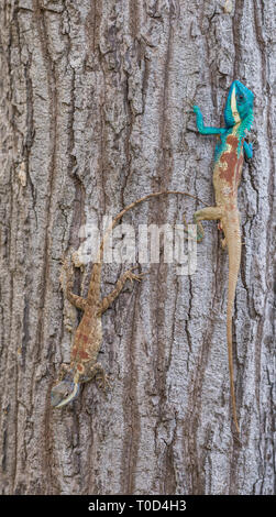 Calotes mystaceus, der Indochinesischen Wald Lizard oder Blau crested Eidechse Stockfoto