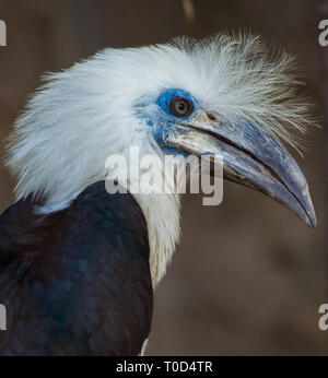 Die weißen - gekrönte hornbill Berenicornis comatus Close-up Profil Stockfoto