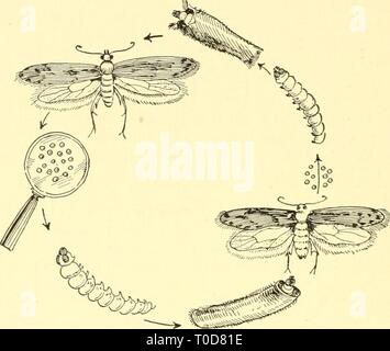 Elementare Biologie; eine Einführung in die elementare Biologie; eine Einführung in die Wissenschaft des Lebens elementarybiolog 00 grue Jahr: 1924 KAPITEL LXXV INSEKTEN UND MENSCHLICHEN REICHTUM 445. Insekten als Nahrung. In einigen Teilen Afrikas und Asiens sowie in Südamerika, Mexiko und Mittelamerika, die Einheimischen sind so verschiedene Arten von Heuschrecken und Caterpillar Bild zu verwenden. 213. Die Kleidung, die Motte [Tnieapellionella) Es ist die Larve dieses Tier, Wolle und Pelz Material frisst. Die Eier werden auf die Material- und schlüpfen, wenn die Temperatur suflficiently warm Dies ist der Grund dafür, dass wir nur selten festgelegt Stockfoto