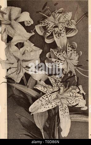 Dreer der Großhandel Preisliste Dreer der Großhandel Preisliste/Henry A. Dreer. dreerswholesalep 1912 dree Jahr: MAIGLÖCKCHEN LILIUM SPECIOSUM ALBUM UND RUBRUM Leucojum. Pro doz. Pro lOO Vernum (MÄRZENBECHER). $ 10,00 pro 1000. . 20 1 $ 15 Maiglöckchen (Bereit im November). Peerless Pips. Extra gewählt, 3 Jahre alt. Die hochwertigsten importiert und speziell für die frühe Treiberei angepasst. 1,75 $ pro 100; $ 15.00 pro 1000; $ 28,00 pro Fall von 2000 Pips. Berlin Pips. Ausgewählte, 3 Jahre alt. Eine sehr feine Note für die frühe Treiberei 1 $ 50 pro 100 geeignet; $ 13,00 pro 1000; $ 30,00 pro Fall von 2500 pi Stockfoto