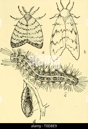 Elementare Biologie; eine Einführung in die elementare Biologie; eine Einführung in die Wissenschaft des Lebens elementarybiolog 00 grue Jahr: 1924 Insekten und andere Organismen 419 Die schwammspinner hat als Pest für fast zweihundert Jahren bekannt. Die Larven fressen auf dem Laub mit vielen Arten von Wald und Obstgarten Bäume, die Pflanzen komplett ruiniert (siehe Feigen, 220, 221). Der Apfelwickler ist für alle, die ein wormy Apple gefunden hat. Dieses Insekt ist da, wo Apfelbäume angebaut werden, und in einigen Regionen von 40 bis 7 5 Prozent des Ernteguts (siehe Bild zerstört. 222). Die hessische Fliege ist so Anruf Stockfoto