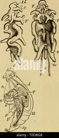 Elementare Lehrbuch der Zoologie, allgemeine Elementare Lehrbuch der Zoologie, Allgemeiner Teil und Besonderer Teil: Protozoen, insecta elementarytextbo 00 clau Jahr: 1892 434 CKUSTACEA. vorhanden Weitere Segmentierung unterzogen werden. Viele parasitäre Copepoda, jedoch über die Reihe der Nauplius Formen, und die Larve, sobald geschlüpft, durchläuft eine Molt, und erscheint auf einmal in der jüngsten Cyclops Form, mit Antennen für die Einhaltung und Mund Teile für Piercing (Bild angepasst. 344). Aus diesem Stadium durchlaufen Sie eine rückwärtsgewandte Metamorphose, in dem Sie an einen Host angeschlossen werden, mehr oder weniger kom- plett t verlieren Stockfoto