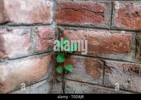 Eine Pflanze, die aus Ziegel gemauerte Wand Stockfoto