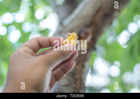 Eine Person zupfen Harzen Gummi sap aus der Rinde eines cherry tree flache Tiefenschärfe Stockfoto