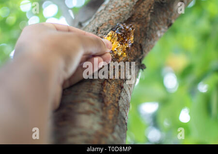 Eine Person zupfen Harzen Gummi sap aus der Rinde eines cherry tree Stockfoto