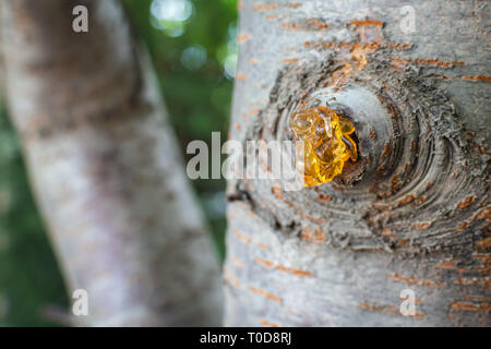 Harze Zahnfleisch sap hängen von der Rinde von einem Kirschbaum Stockfoto