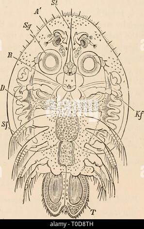 Elementare Lehrbuch der Zoologie, tr Stockfoto