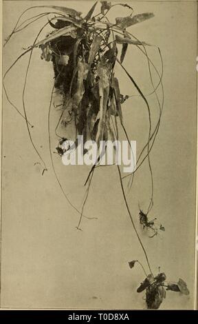 Elementare Botanik (1898) Elementare Botanik elementarybotany 00 atki Jahr: 1898 412 ECOLOG V. Abb. 503 - Zu Fuß Farn, hinunter klettern an einem Hang. Stockfoto