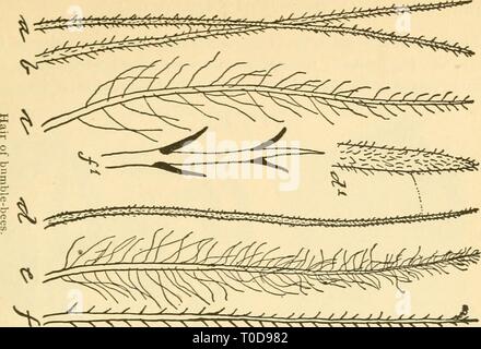 Ökonomische Entomologie für den Landwirt wirtschaftliche Entomologie für den Landwirt und Winzer economicentomolo01 smit Jahr: 1906'-^ Stockfoto