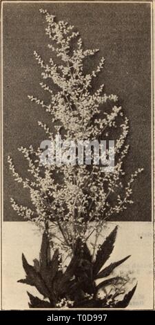 Dreer der Großhandel Preisliste Dreer der Großhandel Preisliste/Henry A. Dreer. dreerswholesalep 1912 dree Jahr: Japanische ANEMONK Anemone Japonica (Japanische WindflowerV, den Wir liefern alles in einer wachsenden Zustand in 3-Zoll Töpfe in Form einer starken kräftiges Wachstum zu produzieren. Pro doz. Pro 100 Japonica Rubra. Schöne rosa-rot 1 $ 00 $ 7 00 Alba. Eine feine großen schneeweißen 100 7 00 Queen Charlotte. Sehr große, Silber-Rosa 1 00 7 00 Rosea Superba. Sehr zart, silbrig-stieg 1 00 7 00 Wirbelwind. Große halb-doppelt, rein weißen Blüten 1 00 7 00 Geant Blanche. Größte glitzernden w Stockfoto