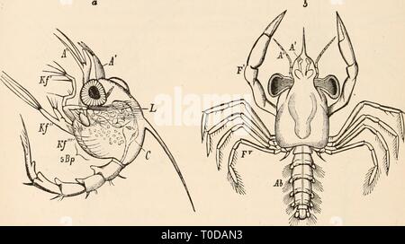 Elementare Lehrbuch der Zoologie, tr Elementare Lehrbuch der Zoologie, Tr. Und hrsg. von Adam Sedgwick, mit der Unterstützung von F. G. Heathcote elementarytextbo 01 clau Jahr: 1892-1893 4 G 8 CEUSTACEA. der Schlitze vorhanden ist. Die facettierten Augen sind von beträchtlicher Größe, sind aber nicht verfolgt. Zwischen den facettierten Augen gibt zusätzlich eine ungepaarte einfache Auge ist, die Entomostracan Auge. Die Zocea Larven der short-tailed Decapoda (Krabben) sind in der Regel bewaffnet mit dornfortsätzen. Sie haben in der Regel eine frontale Wirbelsäule, einem langen, gebogenen Stachelstrahl, und zwei seitliche Dornfortsätzen der Cephalo - Brust- shi Stockfoto