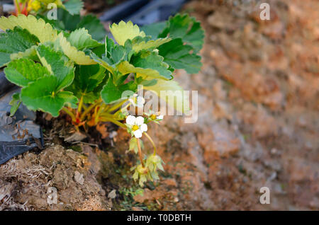 Wilde Erdbeere Blüte - Makroaufnahme einer Blume Stockfoto