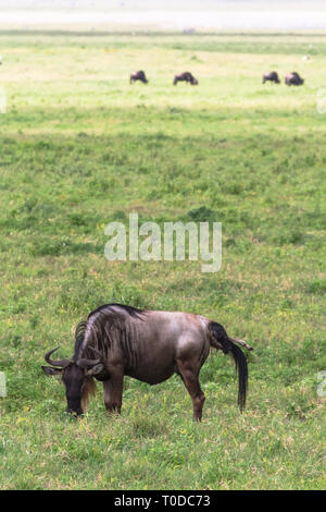 Antilopen gibt ein neues Leben. Die Geburt eines Babys. NgoroNgoro, Tansania Stockfoto