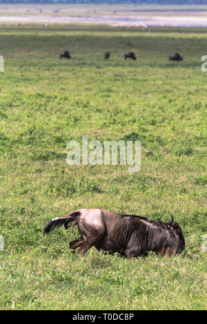 Ein neues Leben in der Savanne. Die Geburt einer Cub. Tansania, Afrika Stockfoto