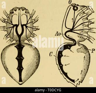 Elementare Lehrbuch der Zoologie, allgemein Stockfoto