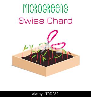 Microgreens Mangold. Microgreen wachsen in einer Kiste mit Erde. Die Ernte mit der Schere schneiden. Vitamin Supplement, veganes Essen Stock Vektor