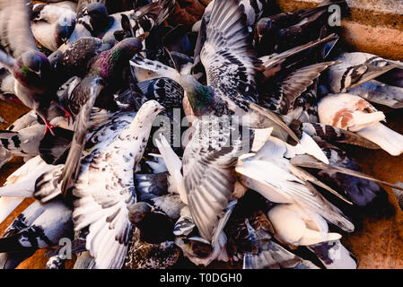 Gruppe von Tauben picken den Boden widerspenstige. Stockfoto