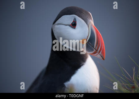 Vogel Papageientaucher am Kap Dyrholaey. Island Symbol Stockfoto