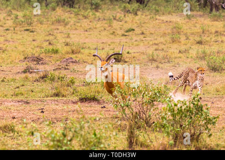 Foto serie: Gepard auf der Jagd nach grossen Impala. Die zehnte Episode. Afrika Stockfoto