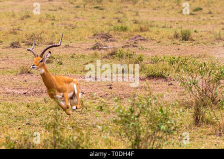 Foto serie: Gepard auf der Jagd nach grossen Impala. Die elfte Episode. Die Masai Mara, Kenia Stockfoto