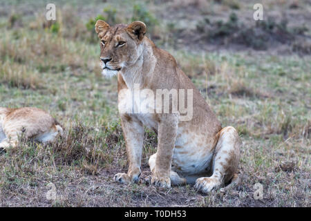 Big Löwin Uhren die Savanne. Aussichtspunkt in der Masai Mara. Kenia, Afrika Stockfoto