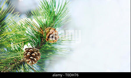 Nahaufnahme von Pine Cone auf Tanne brunch unter Schnee. Winterurlaub Banner Design mit Copyspace. Weihnachten und neues Jahr saisonale Urlaub neture backgr Stockfoto