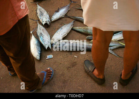 Fischer mit frischem Fisch, Fort Kochi, Kochi, Cochin, Kerala, Indien Stockfoto