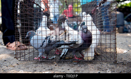 Tauben im Käfig, Tauben Markt, Pune, Maharashtra, Indien Stockfoto