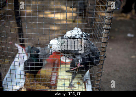 Tauben im Käfig, Tauben Markt, Pune, Maharashtra, Indien, Asien Stockfoto