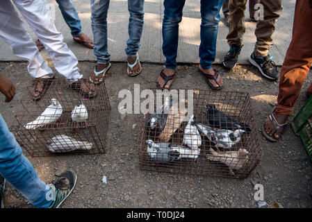 Tauben im Käfig, Tauben Markt, Pune, Maharashtra, Indien Stockfoto