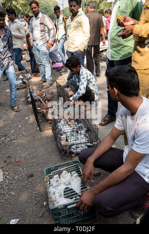 Tauben im Käfig, Tauben Markt, Pune, Maharashtra, Indien, Asien Stockfoto