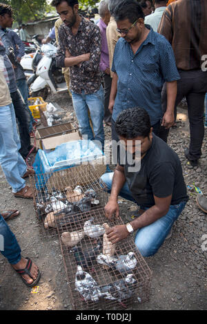 Tauben im Käfig, Tauben Markt, Pune, Maharashtra, Indien, Asien Stockfoto