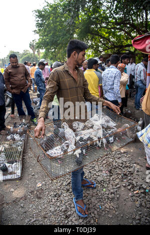 Tauben im Käfig für Verkauf, Tauben Markt, Pune, Maharashtra, Indien, Asien Stockfoto