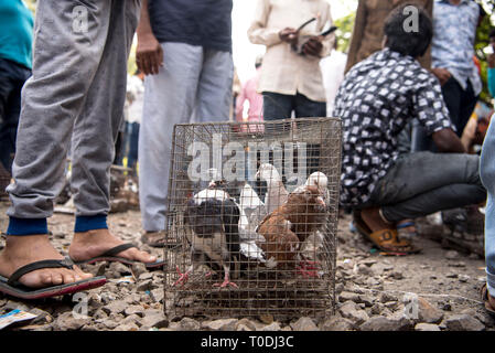 Tauben im Käfig für Verkauf, Tauben Markt, Pune, Maharashtra, Indien, Asien Stockfoto