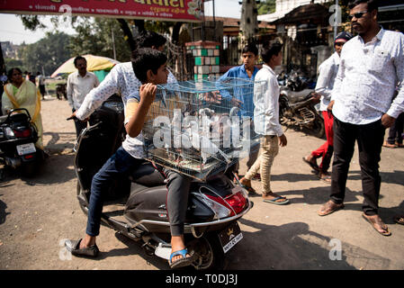 Tauben im Käfig für Verkauf, Tauben Markt, Pune, Maharashtra, Indien Stockfoto
