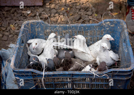 Tauben im Käfig für Verkauf, Tauben Markt, Pune, Maharashtra, Indien, Asien Stockfoto