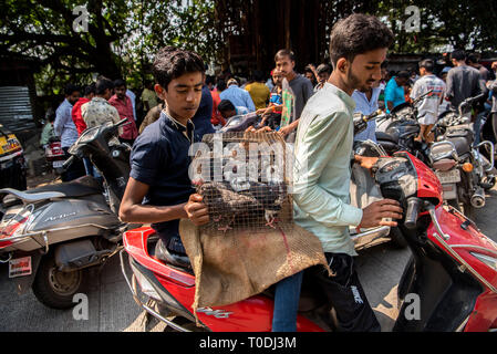Tauben im Käfig für Verkauf, Tauben Markt, Pune, Maharashtra, Indien, Asien Stockfoto