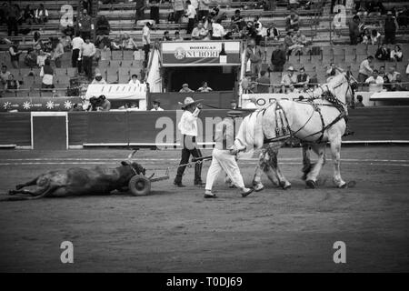 Der toro Töten von Matador Stierkämpfer Victor Mora, feiert seine erfolgreiche Gewinn der Corrida als der Stier aus dem Ring gezogen wird. Stockfoto