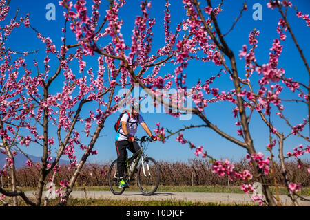 Veria, Griechenland - 17. März 2019: Radfahren auf den blühenden Pfirsichbäumen im Veria Normales, zum dritten Mal organisiert von der Veria Touristic Club. Natu Stockfoto