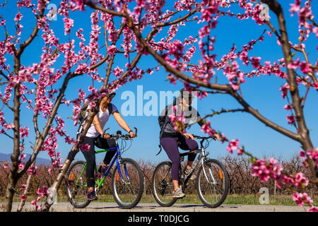 Veria, Griechenland - 17. März 2019: Radfahren auf den blühenden Pfirsichbäumen im Veria Normales, zum dritten Mal organisiert von der Veria Touristic Club. Natu Stockfoto