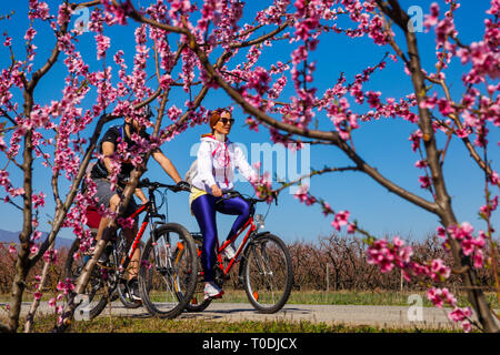 Veria, Griechenland - 17. März 2019: Radfahren auf den blühenden Pfirsichbäumen im Veria Normales, zum dritten Mal organisiert von der Veria Touristic Club. Natu Stockfoto