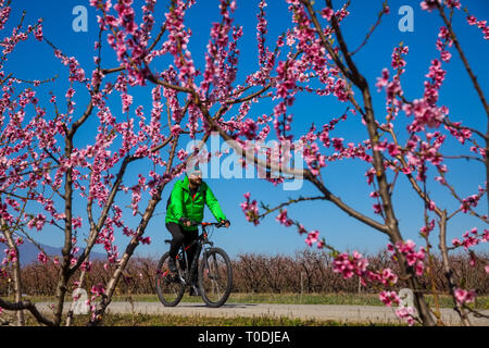 Veria, Griechenland - 17. März 2019: Radfahren auf den blühenden Pfirsichbäumen im Veria Normales, zum dritten Mal organisiert von der Veria Touristic Club. Natu Stockfoto