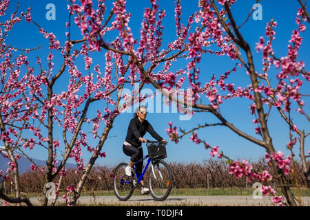 Veria, Griechenland - 17. März 2019: Radfahren auf den blühenden Pfirsichbäumen im Veria Normales, zum dritten Mal organisiert von der Veria Touristic Club. Natu Stockfoto