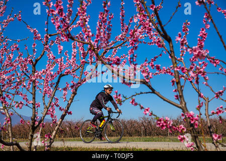 Veria, Griechenland - 17. März 2019: Radfahren auf den blühenden Pfirsichbäumen im Veria Normales, zum dritten Mal organisiert von der Veria Touristic Club. Natu Stockfoto