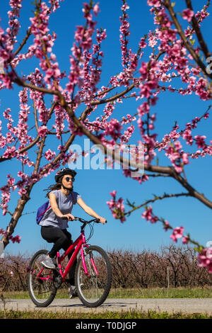 Veria, Griechenland - 17. März 2019: Radfahren auf den blühenden Pfirsichbäumen im Veria Normales, zum dritten Mal organisiert von der Veria Touristic Club. Natu Stockfoto