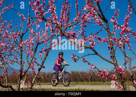 Veria, Griechenland - 17. März 2019: Radfahren auf den blühenden Pfirsichbäumen im Veria Normales, zum dritten Mal organisiert von der Veria Touristic Club. Natu Stockfoto