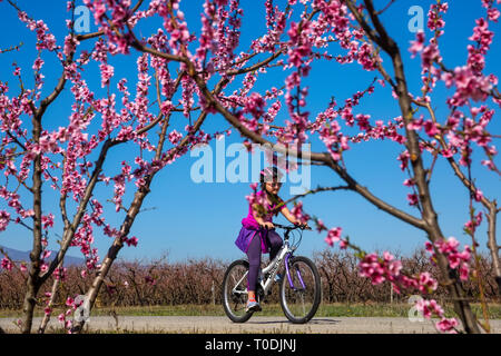 Veria, Griechenland - 17. März 2019: Radfahren auf den blühenden Pfirsichbäumen im Veria Normales, zum dritten Mal organisiert von der Veria Touristic Club. Natu Stockfoto