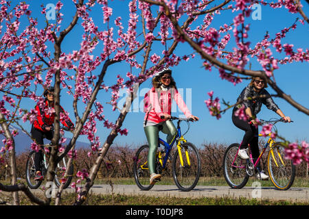 Veria, Griechenland - 17. März 2019: Radfahren auf den blühenden Pfirsichbäumen im Veria Normales, zum dritten Mal organisiert von der Veria Touristic Club. Natu Stockfoto